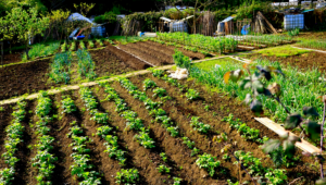 abonar-correctamente-la-clave-para-el-exito-en-la-agricultura