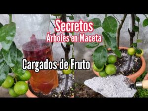 conoce-los-secretos-para-aumentar-la-produccion-de-frutos-en-tus-arboles-que-se-le-pone-para-lograrlo